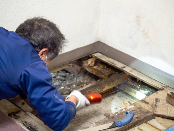 Best Mold Remediation  in Clinton, UT