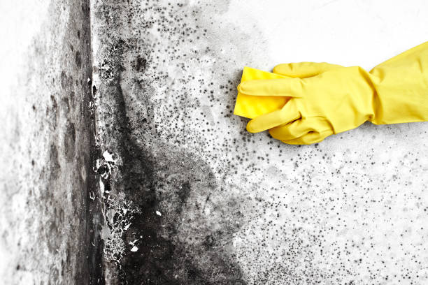 Best Office Mold Removal Services  in Clinton, UT