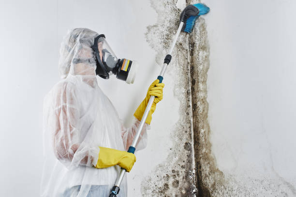 Best Fast Mold Removal  in Clinton, UT