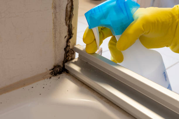 Best Black Mold Removal  in Clinton, UT