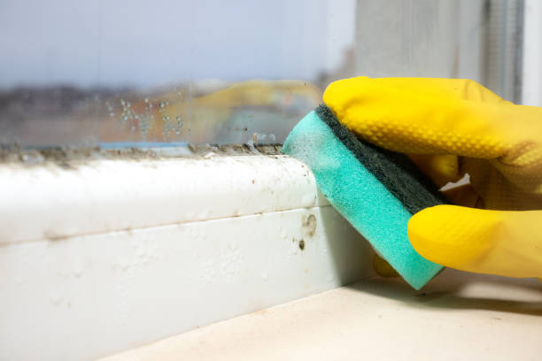 Best Best Mold Removal Companies  in Clinton, UT