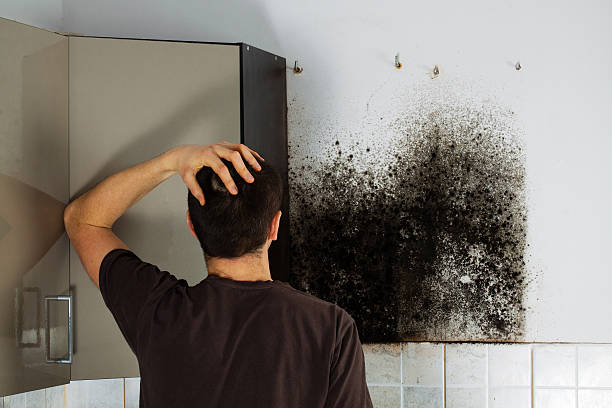 Best Mold Remediation  in Clinton, UT