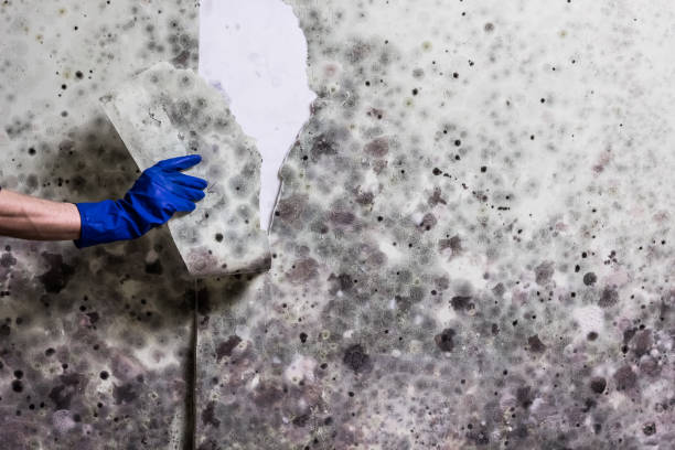 Best Attic Mold Removal  in Clinton, UT
