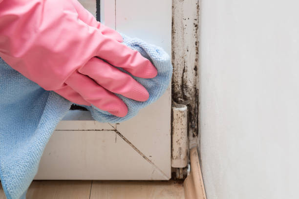 Best Mold Removal and Inspection  in Clinton, UT