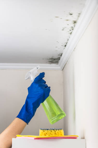 Best Emergency Mold Removal  in Clinton, UT