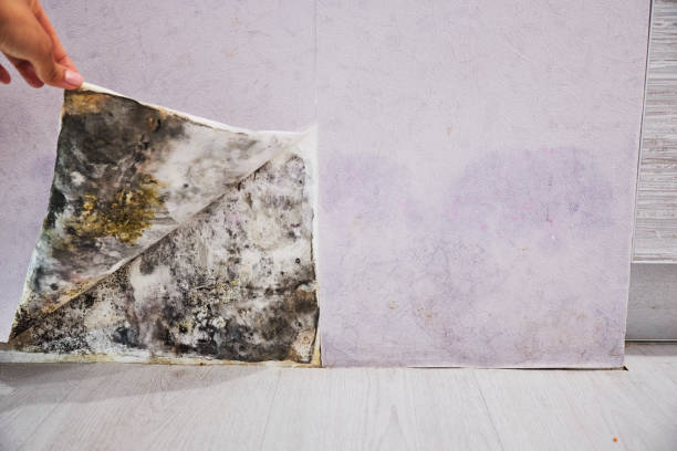 Best Mold Damage Repair  in Clinton, UT